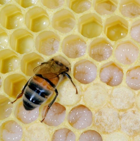 Bee feeding brood by M. T. Frazier