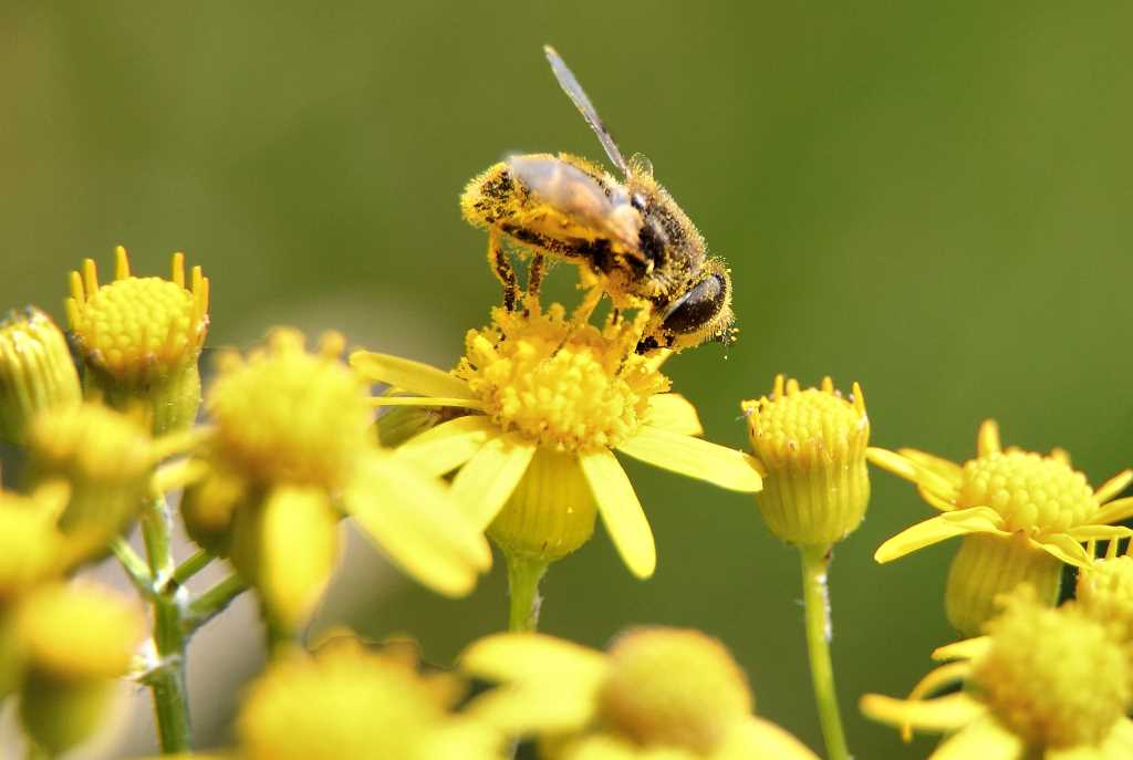 bee-pollen-macro sm